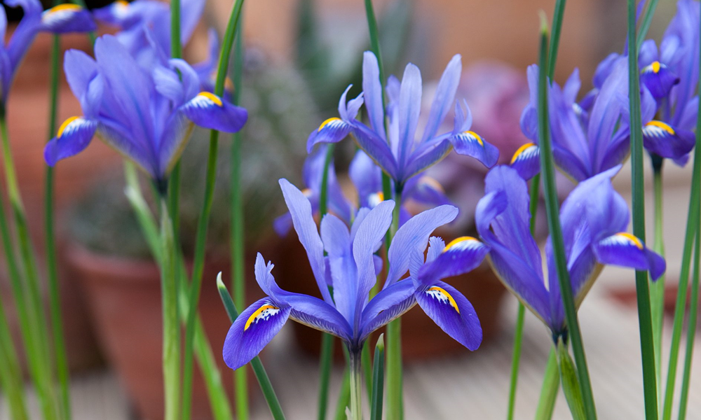 Benefits Of Planting Dutch Iris