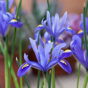 Benefits Of Planting Dutch Iris-2